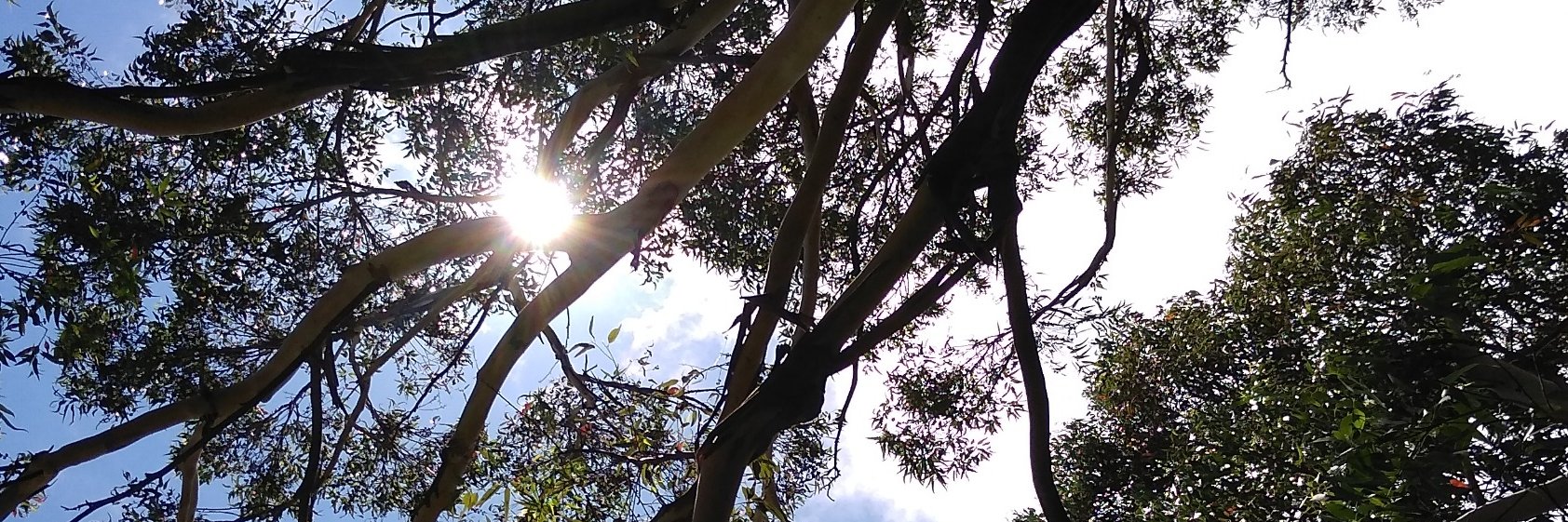 maucomini's profile banner image