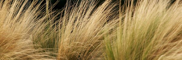 calamaquito Profile Banner