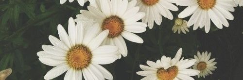 wall🐌 banner