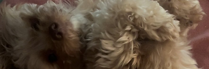 Fro banner