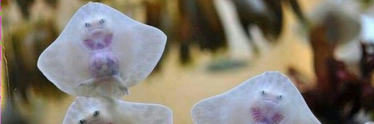 nfaariss's profile banner image