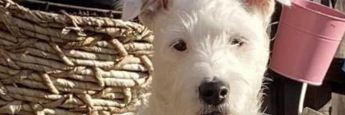 Millwallad's profile banner image
