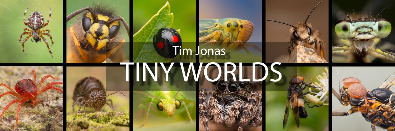 Tim Jonas's banner