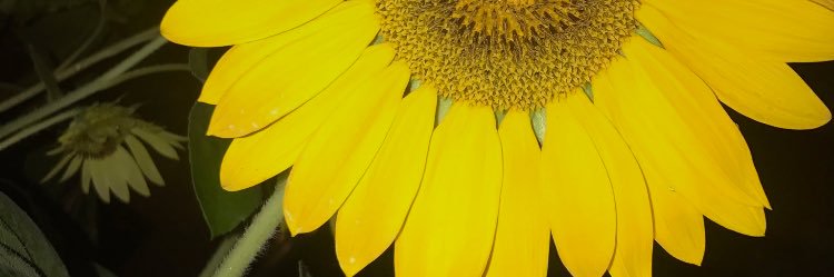JstCallMeCrazy's profile banner image