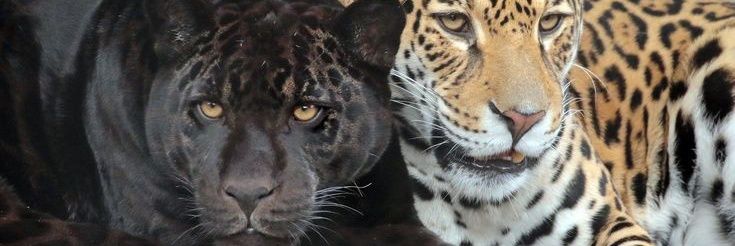 Letícia banner