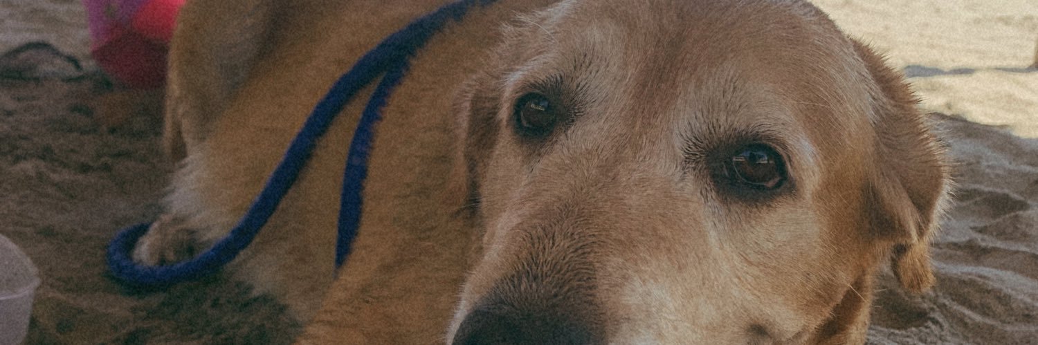 michipel's profile banner image