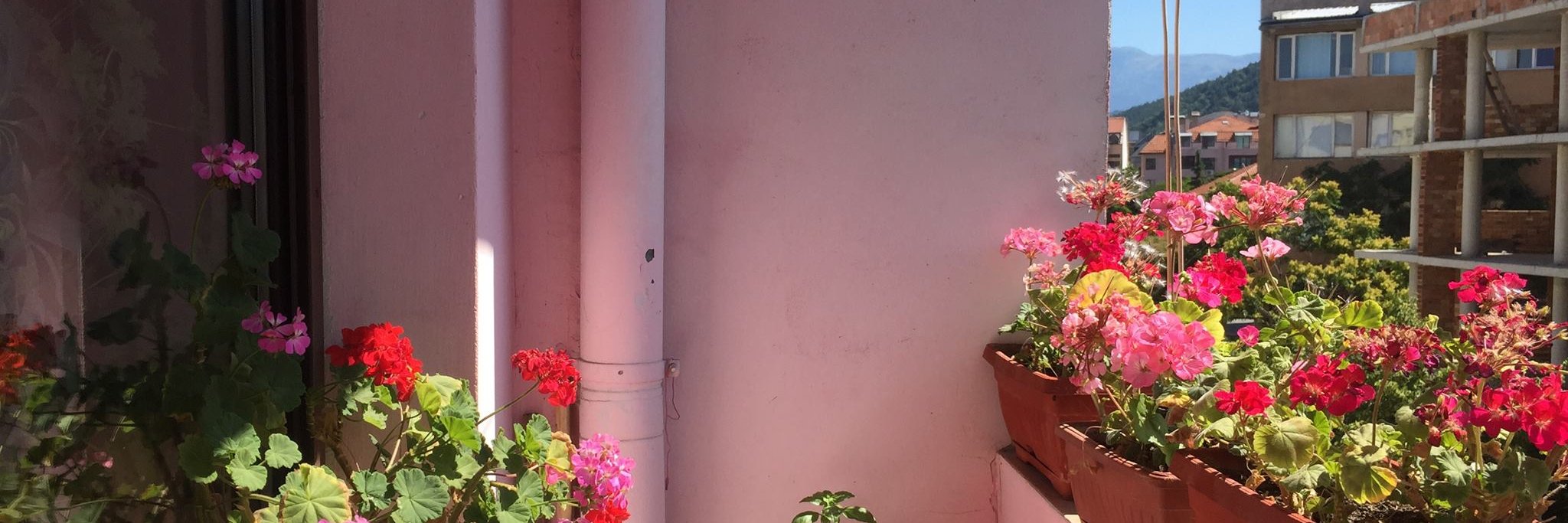 Danielle Ivanov banner