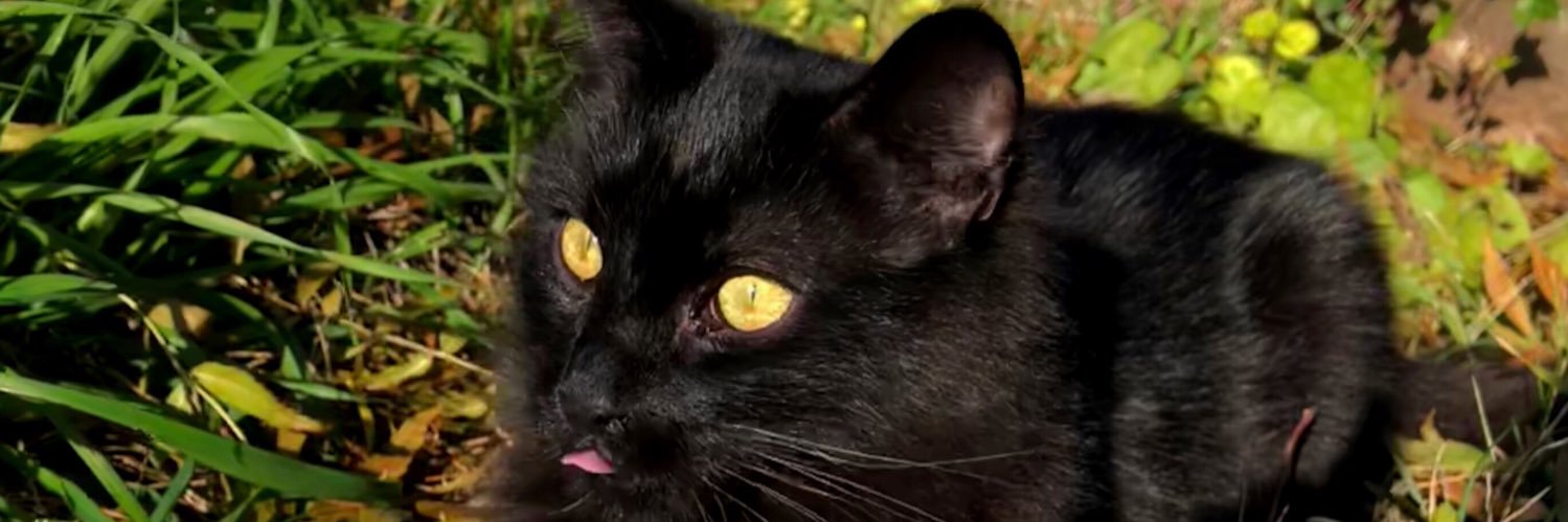 MooDarth's profile banner image