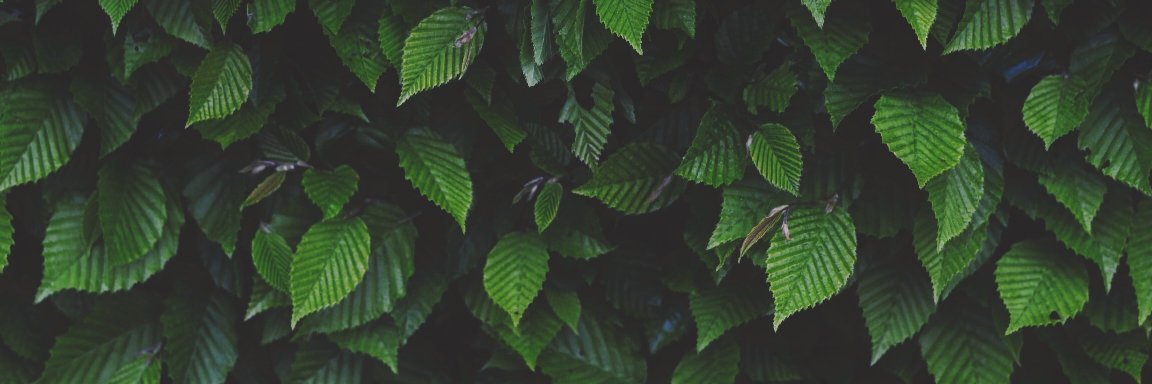 Aleksandrs Safronovs banner