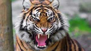 GoDukeTigers's profile banner image