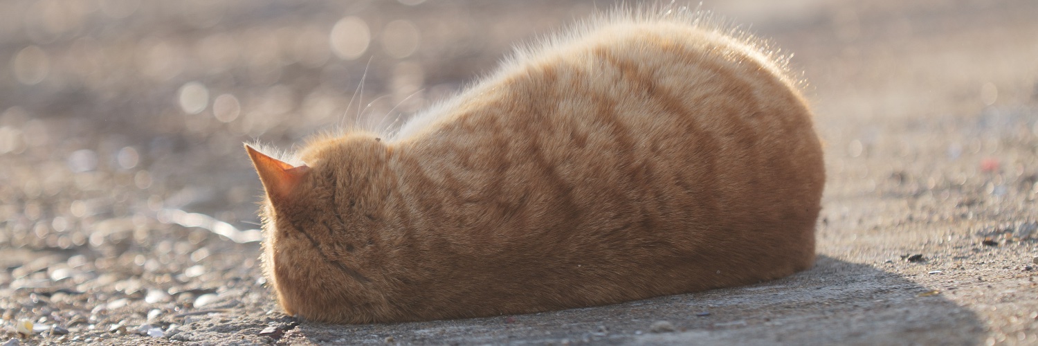 あおいとり🐱写真集「ずっと気まま猫」発売中 的个人资料封面