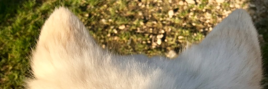 wankunchan's profile banner image