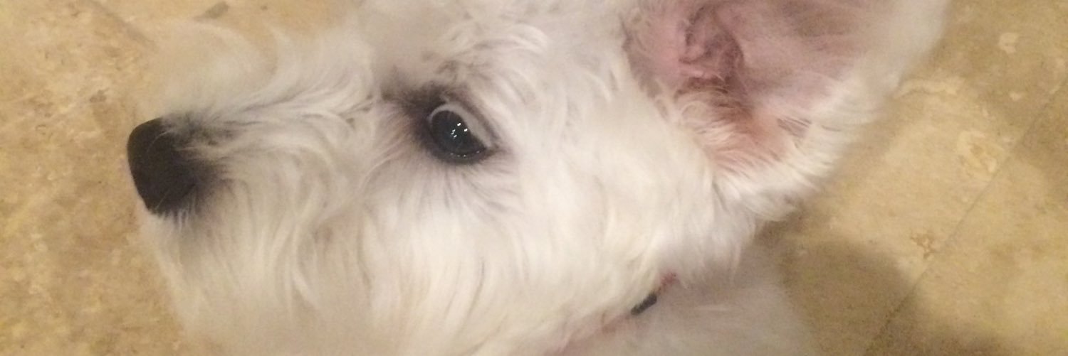 max_stettin's profile banner image