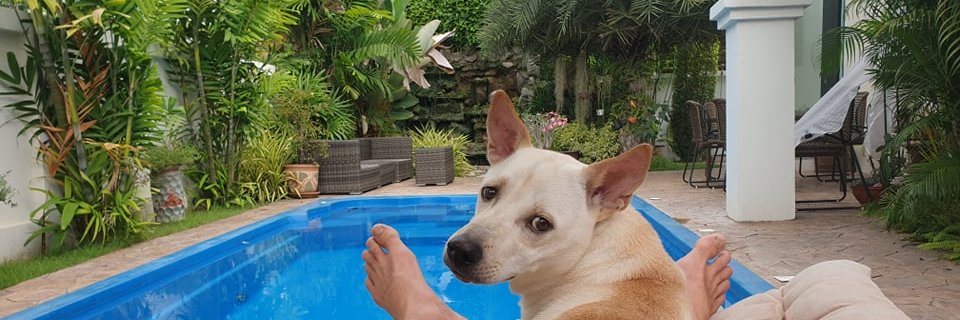 MeijboomPim's profile banner image