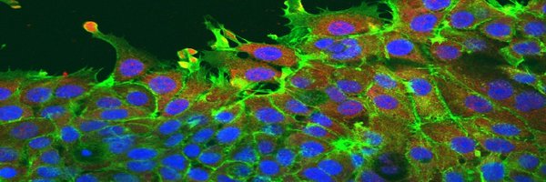 SadafAshraf15 Profile Banner