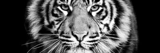 ArteroSharon's profile banner image