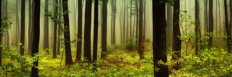 Ronan K 🌻🇮🇪🇪🇺 banner