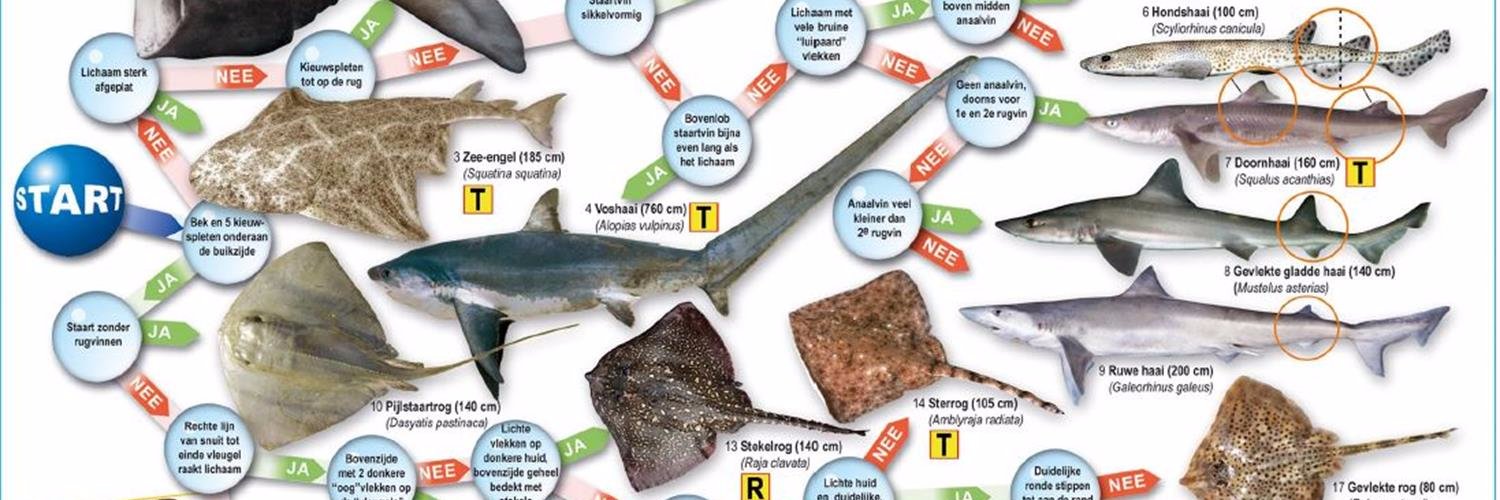 Dutch Shark Society banner