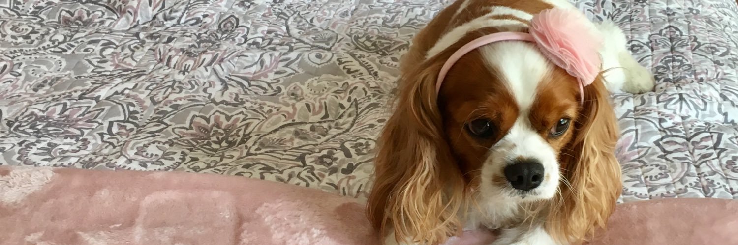 Ginger the Cav banner