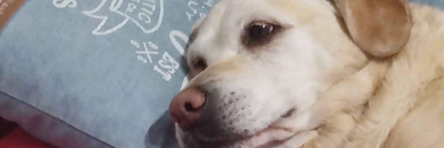 Zepy banner