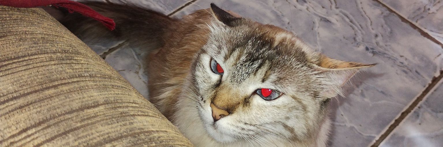 didiqheb's profile banner image