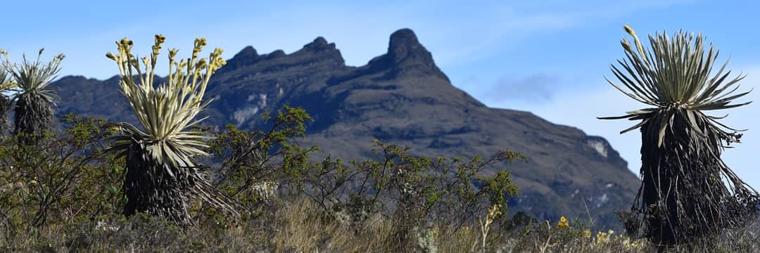 Laura Pirateque banner