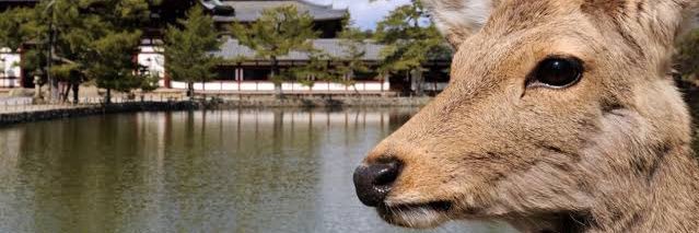 🍄しょーへー🦌🐈 banner