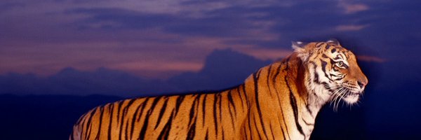 BigCatElijah Profile Banner