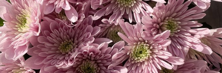 laura 🌸 banner