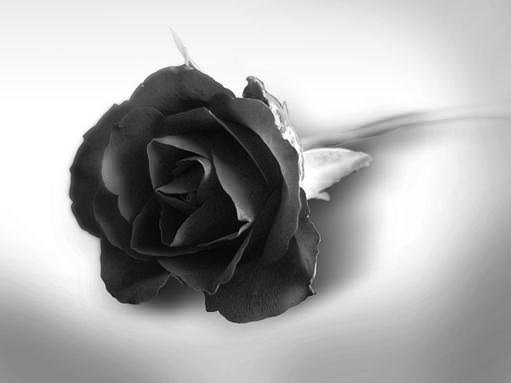 FatimaFdesai287's profile banner image