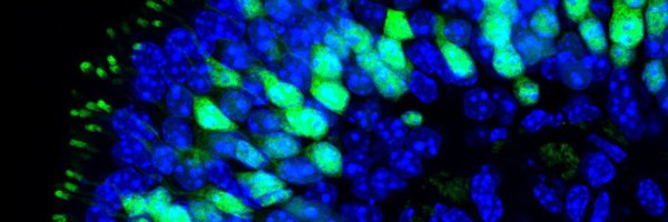 So_Steculorum Profile Banner