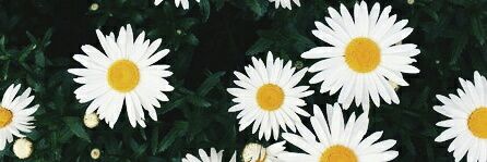 ellepullen's profile banner image