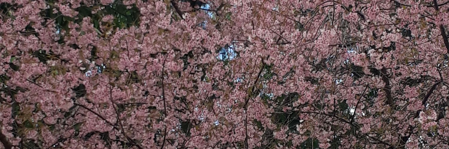 sleepy banner