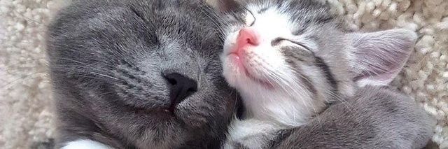 Rodrigo Gateiro 🐈 banner