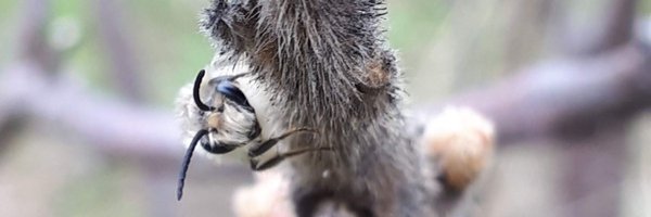 MacKellSarah Profile Banner