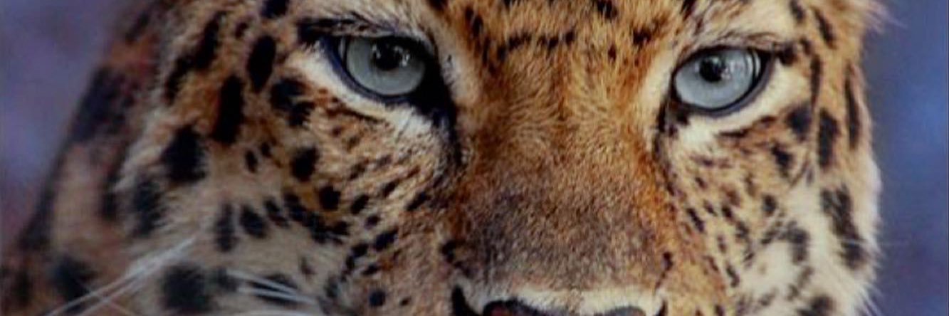 theavcc's profile banner image