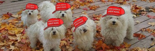 🐺 Dog Lives Matter ❌️ banner