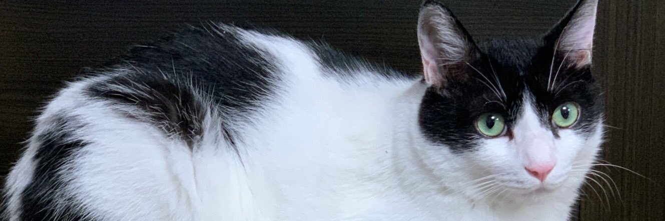syun4yr's profile banner image