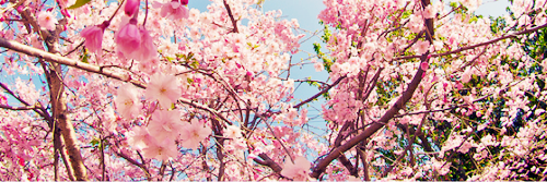 AmandaParisi_'s profile banner image