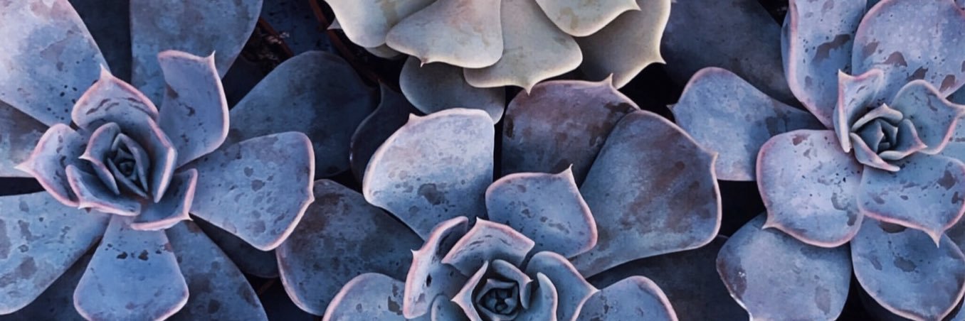 Kirsten Wood banner