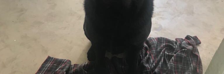 laveryc1's profile banner image