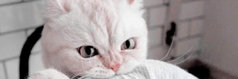 suphatsara23's profile banner image