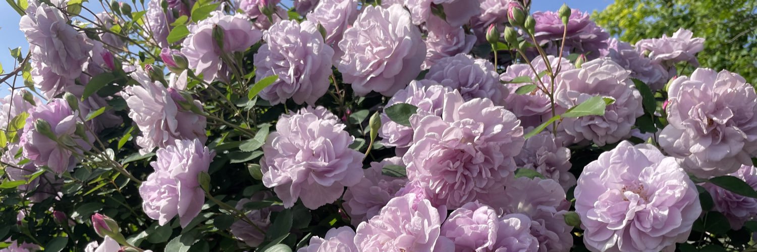 𝕞𝕠𝕔𝕒𝕣𝕠𝕟ᝰ✍︎ banner