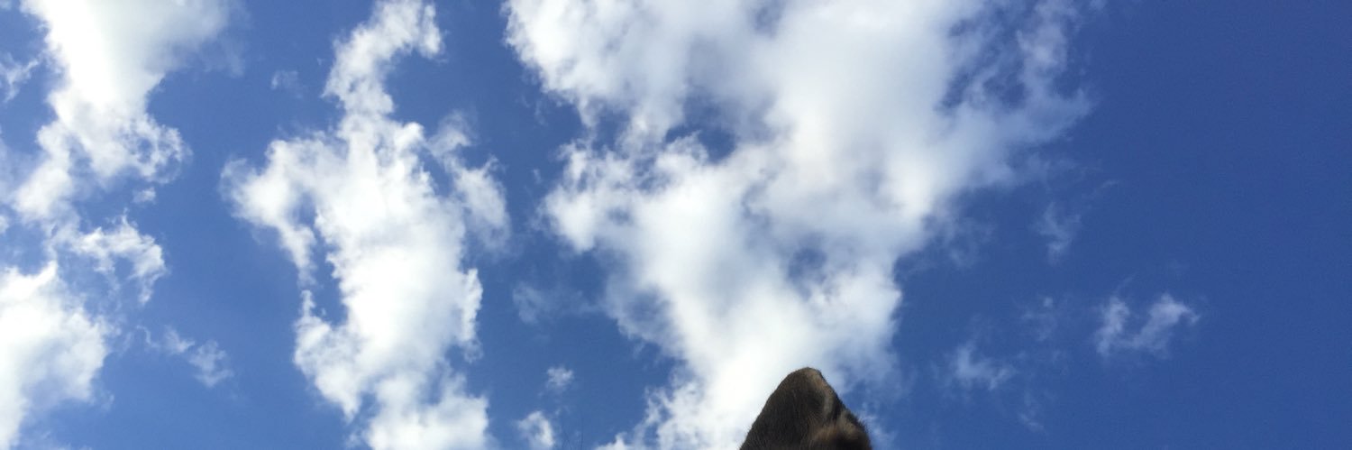 sofibotello98's profile banner image