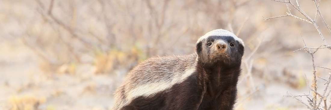 DaMoneyBadger's profile banner image