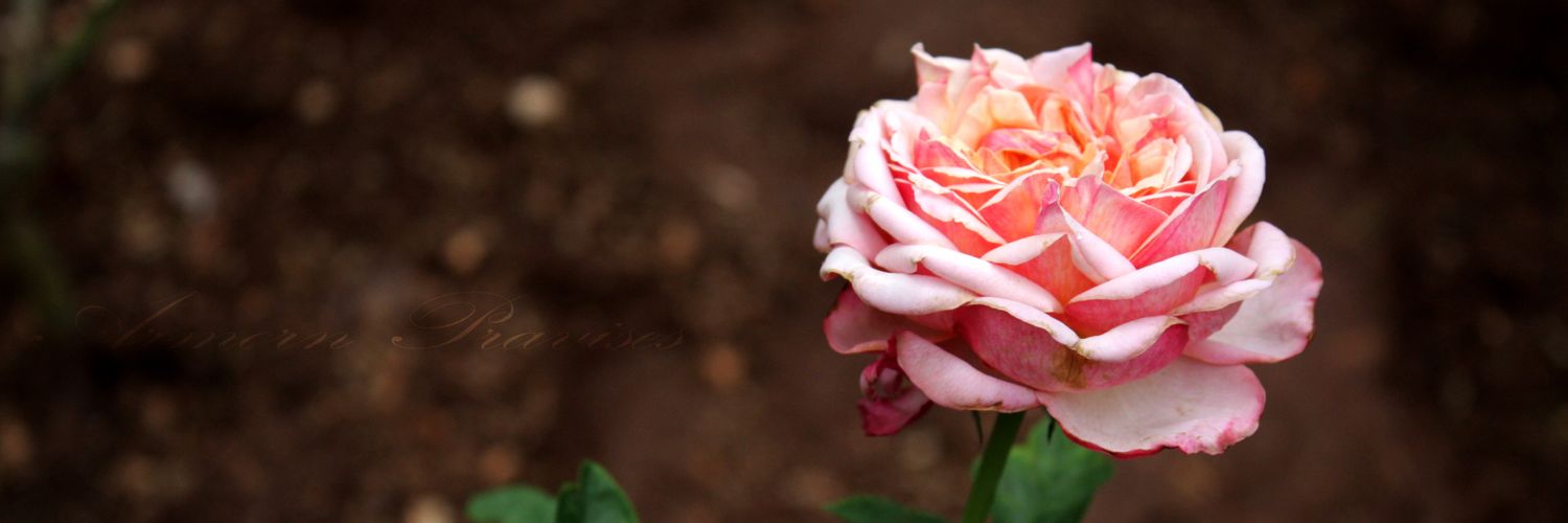 Amp_ysy's profile banner image