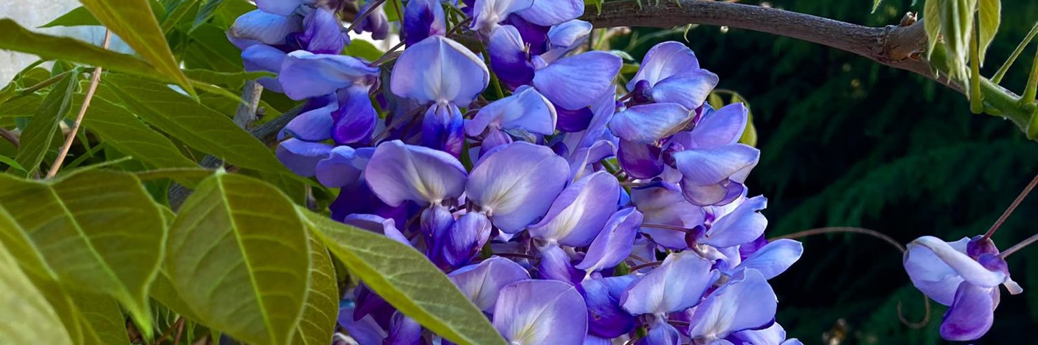 Meltem Bahcelioglu banner