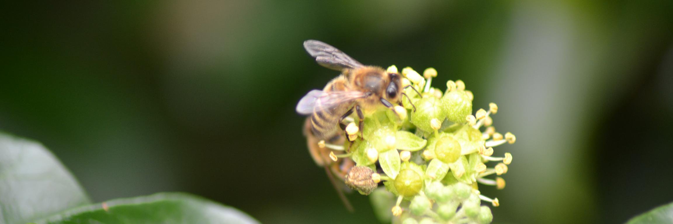 Cornwall Beekeepers banner