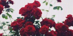 amelsss_'s profile banner image