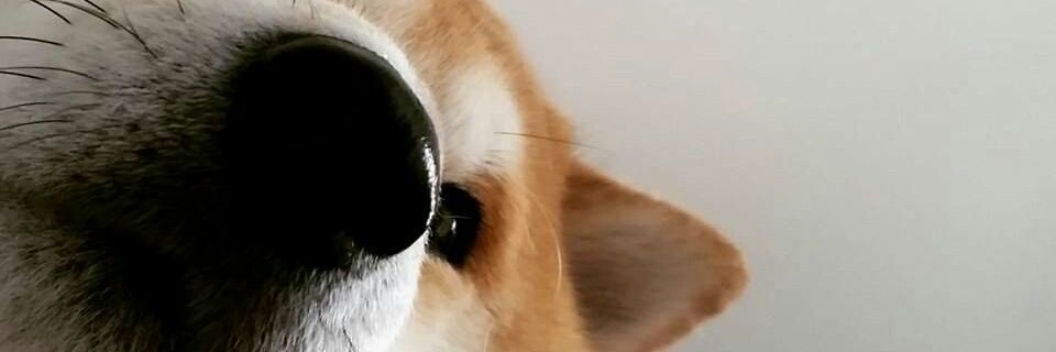 จุยจุ่ยจุ้ยจุ๊ยจุ๋ย banner